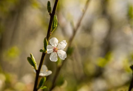 Spring brings the branches of the trees to flowering. Small delicate white flowers in the spring sun