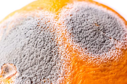 Closeup of musty orange with gray mold. Moldiness