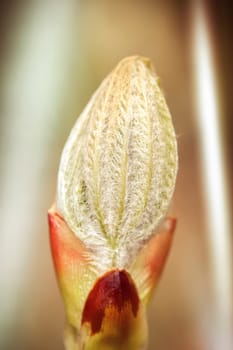 Leaf bud of the common horse chestnut - macro image - digitally edited