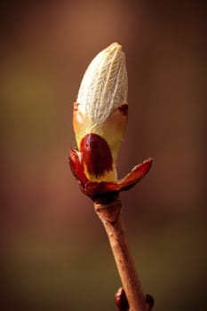 Leaf Bud of the Common Horse Chestnut - Macro Intake - Bokeh