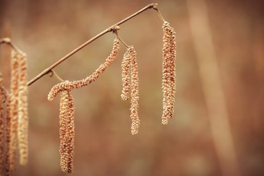 Common hazel - male flowers in a macro shot
