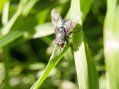 a big ugly fly resting on a grass leaf in the sunlight with full detail close up macro in late afternoon spring meadow outside