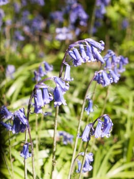 a bunch of bluebells outside in a field in day light fresh spring
