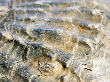 close up of top part of sea shell macro