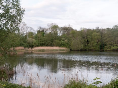 a gorgeous scene outside landscape of a lake with reflected trees in the water in late afternoon spring sunset lush and gorgeous and reeds and wildlife at peace gorgeous