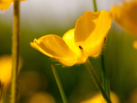 yellow buttercup head flower close up macro smooth peace spring late afternoon heat light
