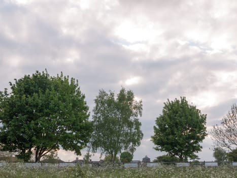 a lovely scene and landscape of trees and a field of cow parsley in late afternoon soft light of spring in the country with lush cloud sky gorgeous