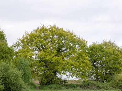 lovely large tree outside in the spring afternoon in the country in spring natural