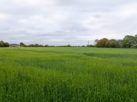 large landscape of fresh crop grassland outside on farm in spring at end of day natural