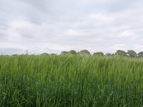 lush field of crop seen from the side at end of day in spring