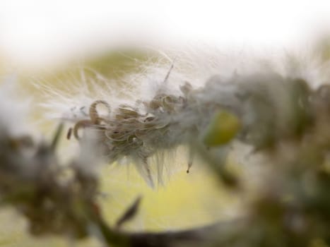 fluffy white details and texture on a tree outside macro close up late afternoon spring cool