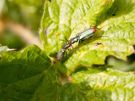 close up of two bugs fighting on top of a leaf outside in the spring late afternoon macro insects