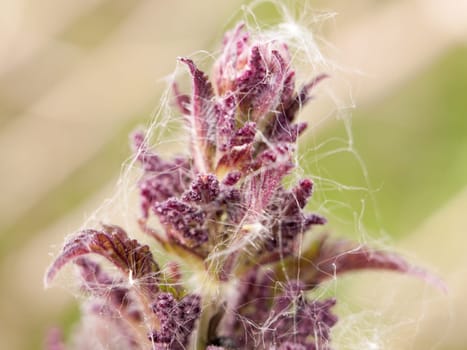 close up of spider web covering plant nettle leaves macro close up in spring late afternoon detail