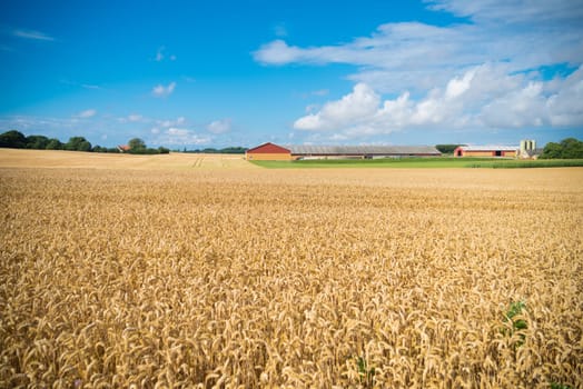Typical danish agricultural landscape with wheat field