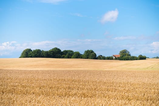 Typical danish agricultural landscape with wheat field