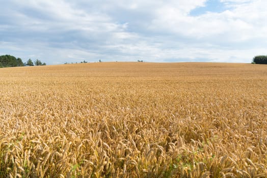 Typical danish agricultural landscape with wheat field