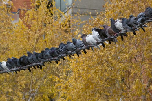 Flock of pigeons sitting along powerline cable with yellow treetops background