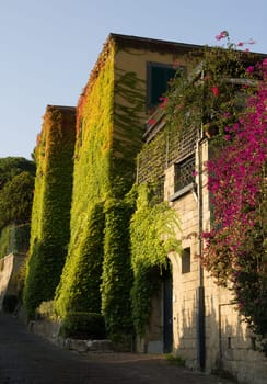 Walls of house in Naples covered with colored leaves lit by sunshine.