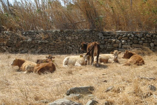 Herd of cows resting on the dry grass, island of Mykonos, Greece.