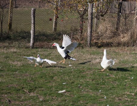 Three geese fighting in the courtyard, feathers lying all around.