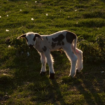Newborn black and white lamb with a part of an umbilical cord hanging, lit from behind.