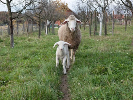 Lamb followed by its mother walking along the path.