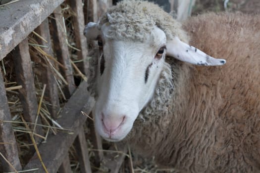 Close up of a sheep eating hay from the pile.