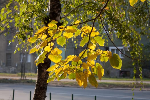 A branch with yellow and green leaves illuminated by sunlight