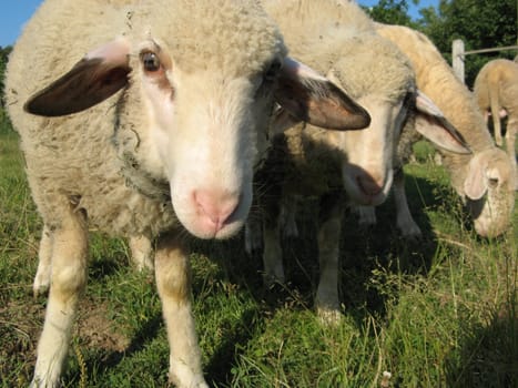 Close up of a pair of sheep.