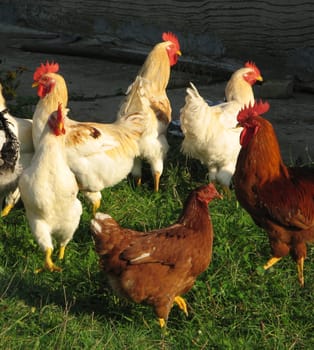 Group of roosters and hens.