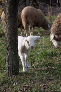 White lamb hiding behind a tree with sheep in the background.