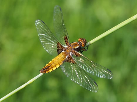Flat-bewn dragonfly - female