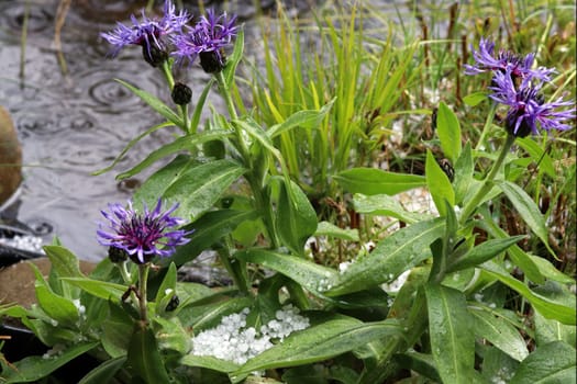 Storms with hail and flooding. Storm with rain and hail
