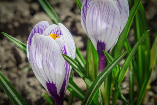 Spring crocuses in the garden on a sunny day in closeup.