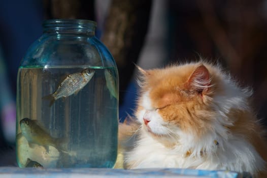 The yellow cat is watching the fish in the bottle.