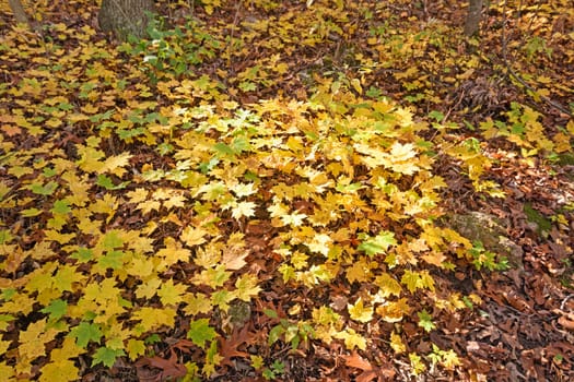 Yellow Maple Seedlings in the Fall in Blue Mound State Park in Wisconsin