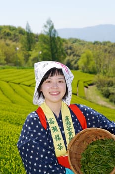 KAGAWA, JAPAN - APRIL 24, 2017: Young japanese woman with traditional clothing kimono harvesting green tea leaves on farmland of tea plantation　