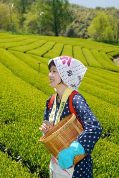KAGAWA, JAPAN - APRIL 24, 2017: Young japanese woman with traditional clothing kimono harvesting green tea leaves on farmland of tea plantation　