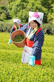 KAGAWA, JAPAN - APRIL 24, 2017: Young japanese woman with traditional clothing kimono harvesting green tea leaves on farmland of tea plantation