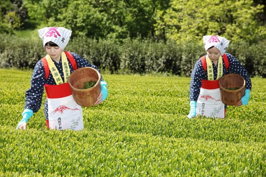 KAGAWA, JAPAN - APRIL 24, 2017: Young japanese woman with traditional clothing kimono harvesting green tea leaves on farmland of tea plantation　