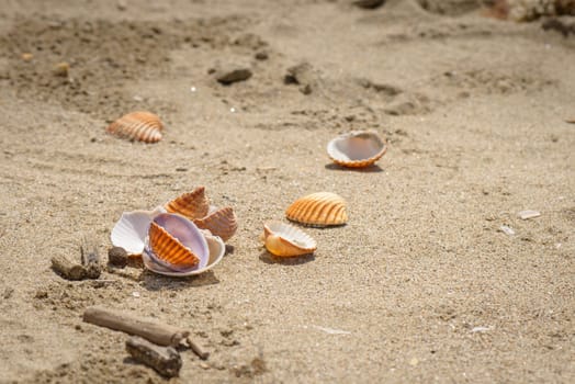 some broken and not, shells on the sand