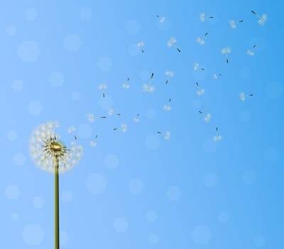 A lot of seeds escape from a dandelion flower on blue sky background. Vector illustration, breaking free, life journey concept .
