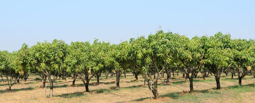 Mango trees growing in a field in Thailand
