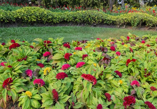 Colorful Cockscomb flower or Celosia cristata flower in the garden