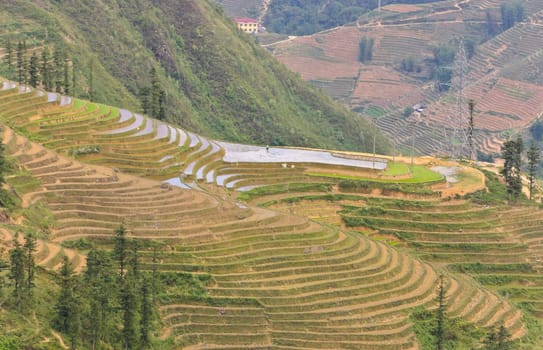 Sloping paddy fields in Sapa, Vietnam