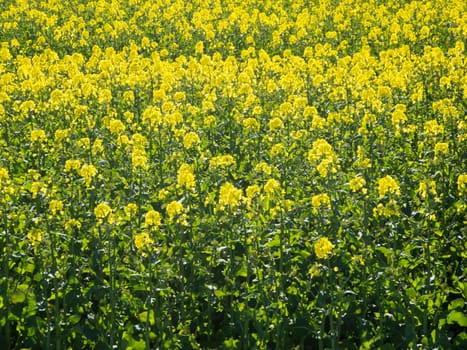 Format-filling view of a flowering rapeseed field.