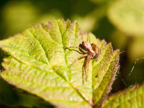 close up of a spider on a leaf outside in the spring day light macro uk