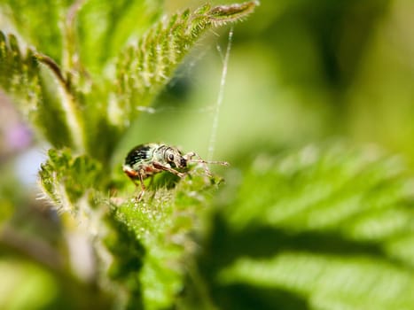 a green armored bug on top of a leaf with its eye in clear focus macro sharp spring daytime light plant bugs