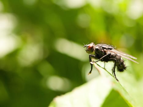 a big ugly red eyed fly outside close up in full detail sharp focus macro in spring day light with green background blur