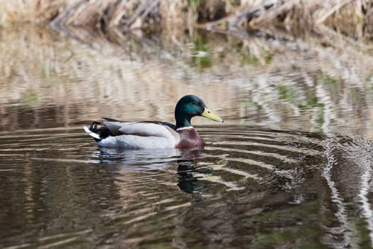 Male Mallard in Water close up.